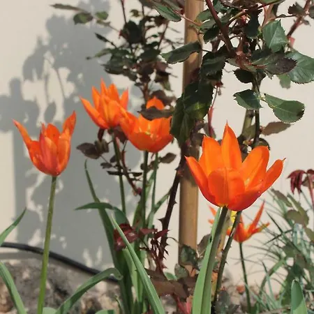 Bio Kipperquelle Hotel Weimar (Thuringia)