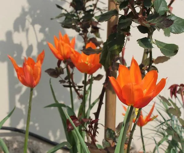 Bio Kipperquelle Otel Weimar (Thuringia)